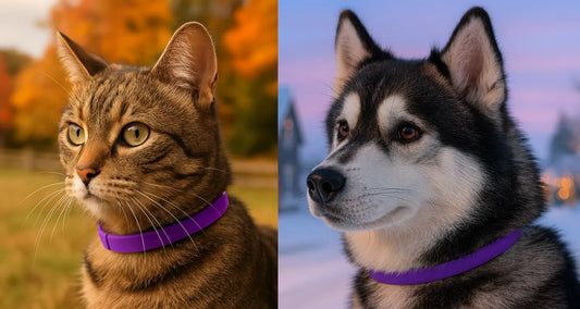 Photo of cat and dog wearing Pixel Pounce's SnuggleStrap Calming Collar