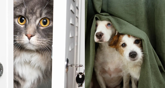 Dog and cat hiding from fear and anxiety posted by Pixel Pounce