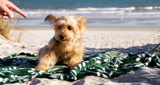 Do Ultrasonic Dog Barking Deterrents Work or Just Make More Noise?