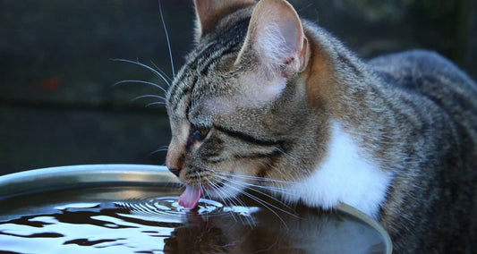 Cat drinking water from outdoor founted posted by Pixel Pounce