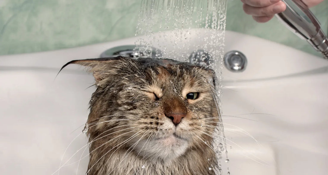 Calm cat being given a shower by owner posted by Pixel Pounce