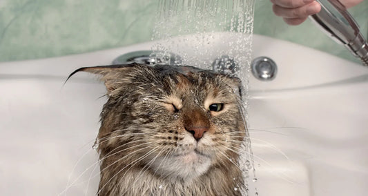 Calm cat being given a shower by owner posted by Pixel Pounce