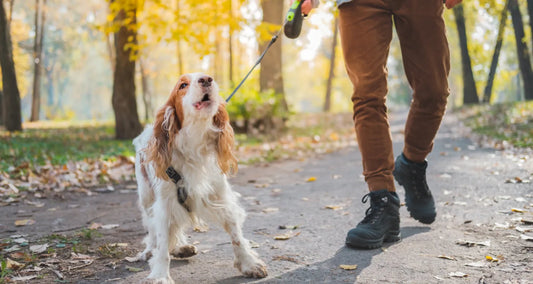 Dog barking while walking with owner posted by Pixel Pounce
