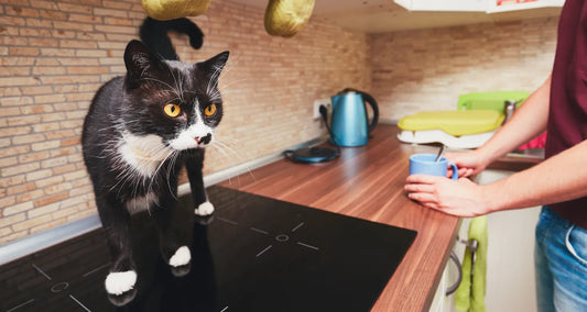 Naughty cat on the kitchen counter posted by Pixel Pounce