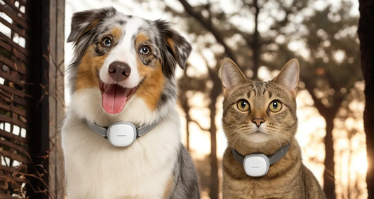Dog and cat wearing PouncePath Collar from Pixel Pounce