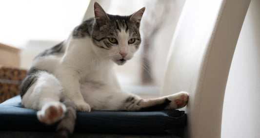 Cat sitting in a weird position reposted by Pixel Pounce