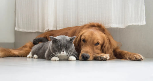 cat and dog resting side by side reposted by Pixel Pounce