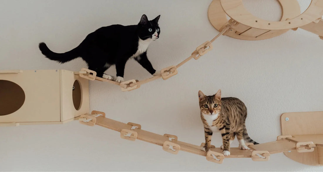 Indoor Cats playing on wall mounted cat trees reposted by Pixel Pounce