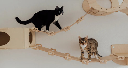 Indoor Cats playing on wall mounted cat trees reposted by Pixel Pounce