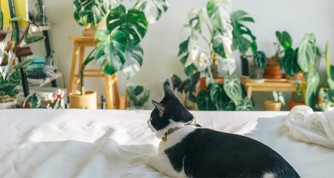Cat resting on a bed beside beautiful potted plants reposted by Pixel Pounce