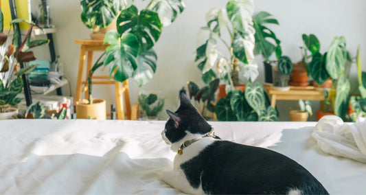 Cat resting on a bed beside beautiful potted plants reposted by Pixel Pounce