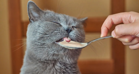 Cat being spood-fed with wet food reposted by Pixel Pounce