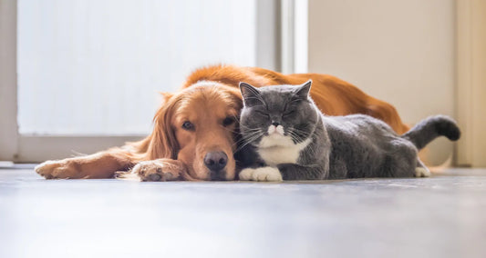 Cat and dog resting side by side infront of a glass door reposted by Pixel Pounce