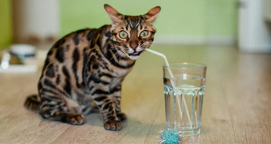 Cat drinking from a glass with a straw reposted by Pixel Pounce
