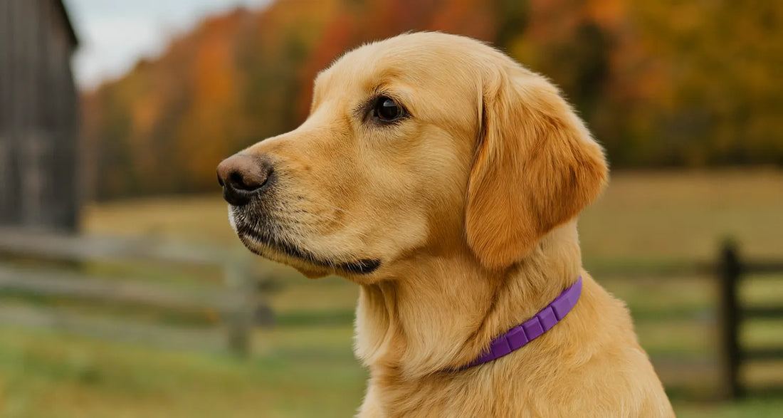 Dog in a farm wearing Pixel Pounce's SnuggleStrap Calming Collar for dogs.