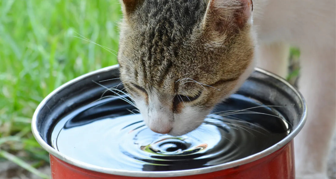 Cat drinking from pet bowl outdoors reposted by PIxel Pounce