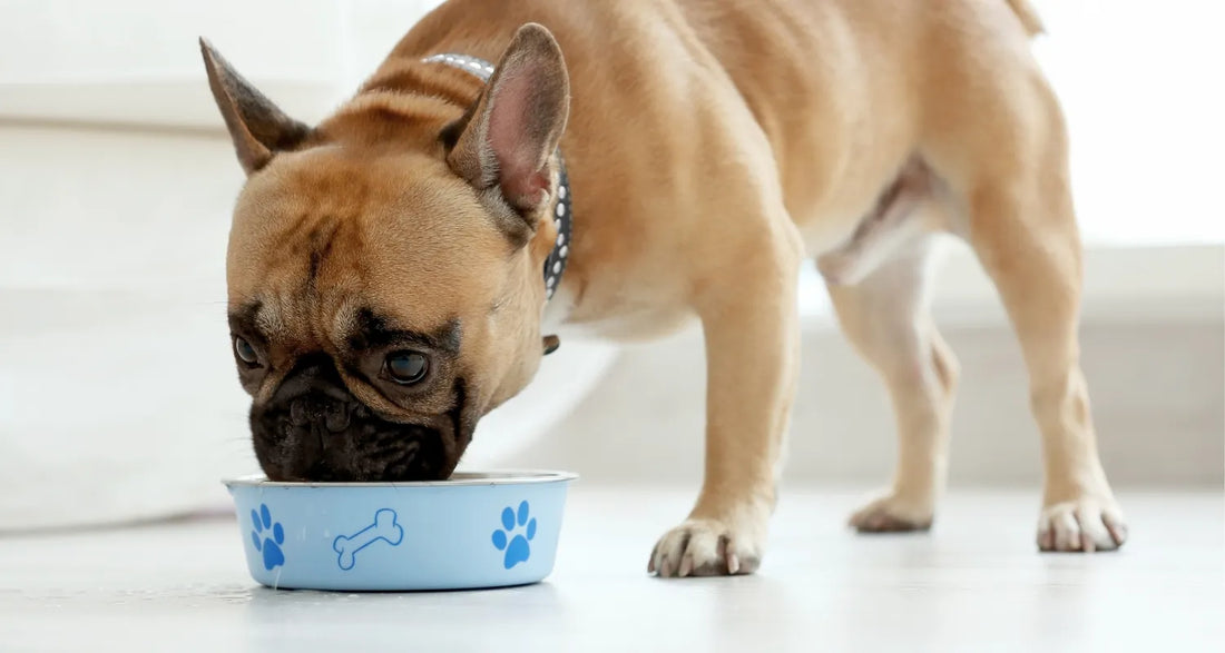 Dog drinking from a blue pet bowl reposted by Pixel Pounce