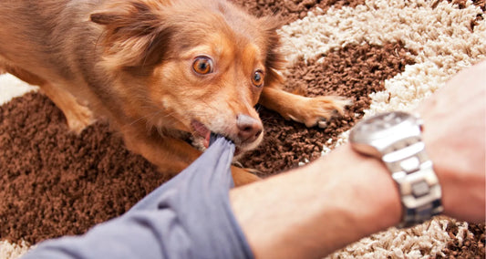 Brown dog biting his owner's sleeve reposted by Pixel Pounce